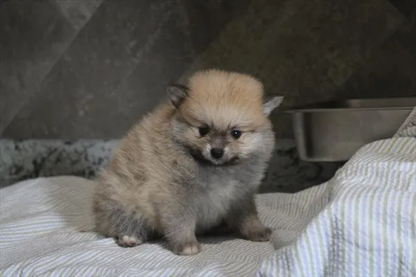 Male Pomeranian puppy for sale at Shake A Paw Union.