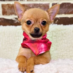 car_main_img_/media/ap_media/pets/CSEUXBOHIZYX19892.webp.250x250_q85.webp
