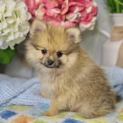 Male Pomeranian puppy for sale at Shake A Paw Green Brook.