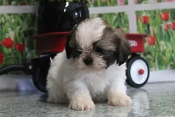 car_main_img_/media/ap_media/pets/DAYTCRIJOYFR23051.webp.250x250_q85.webp