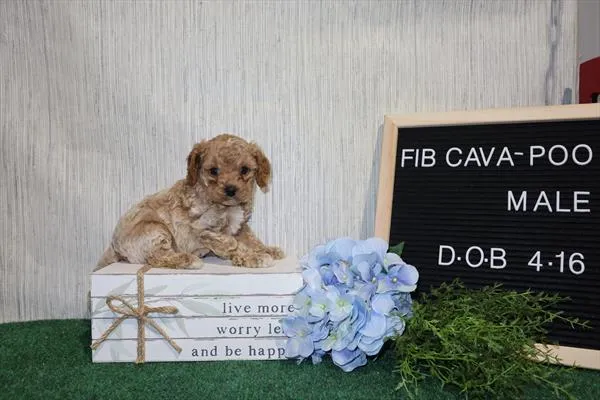 Male Cavapoo puppy for sale at Shake A Paw Union.