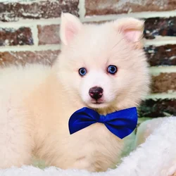 car_main_img_/media/ap_media/pets/DEBMIOYHRLOO20691.webp.250x250_q85.webp