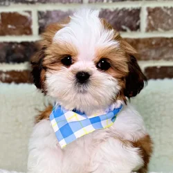 car_main_img_/media/ap_media/pets/DGOGLGDRHILX19035.webp.250x250_q85.webp