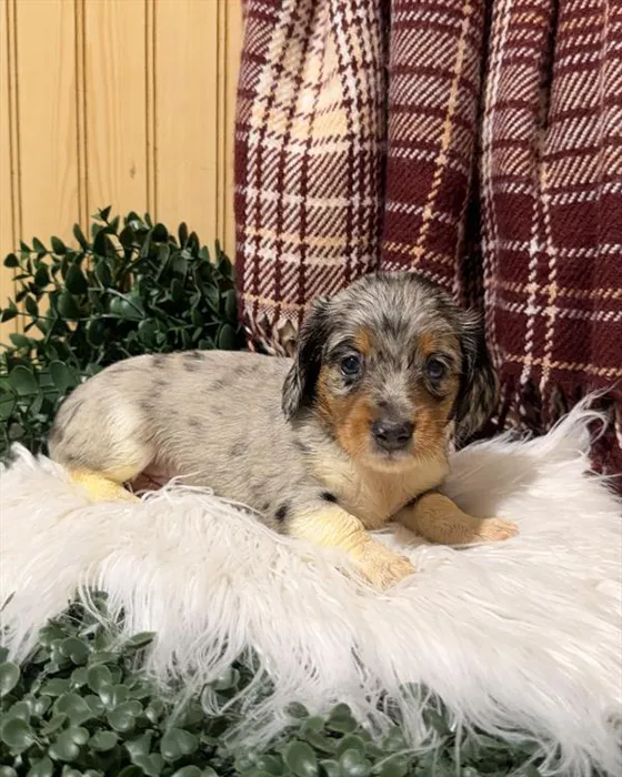 Male Dachshund puppy for sale at Shake A Paw Green Brook.