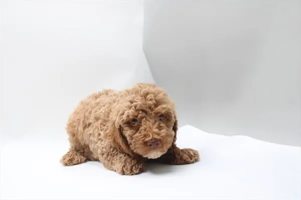 Male Poodle puppy for sale at Shake A Paw Green Brook.