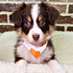 car_main_img_/media/ap_media/pets/DLODKWLJNEKA19904.webp.250x250_q85.webp