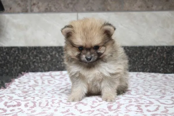 Male Pomeranian puppy for sale at Shake A Paw Green Brook.