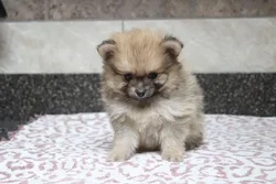 Male Pomeranian puppy for sale at Shake A Paw Green Brook.