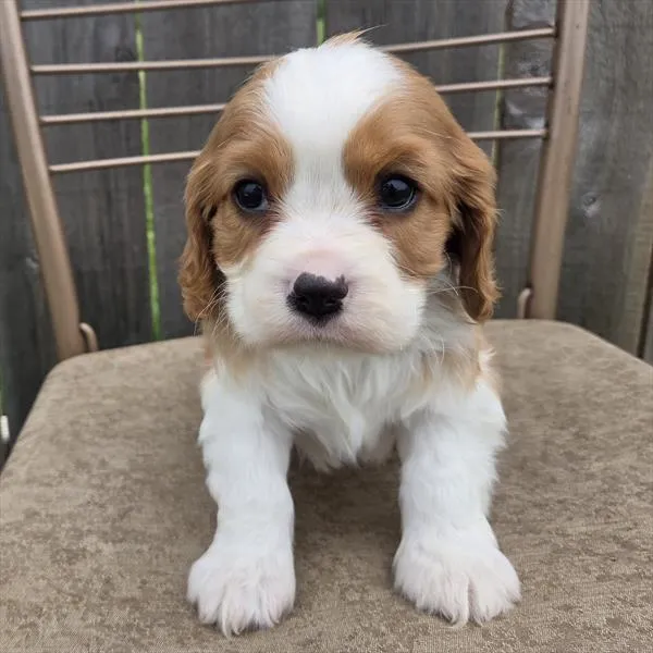 Male Cavalier King Charles Spaniel puppy for sale at Shake A Paw Union.