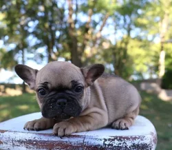 car_main_img_/media/ap_media/pets/DPVVSEGKOWTN24071.webp.250x250_q85.webp