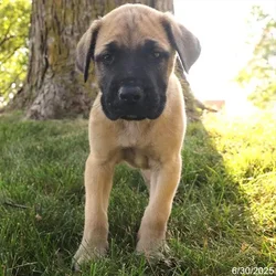 car_main_img_/media/ap_media/pets/DRCYWSRHXPYP21037.webp.250x250_q85.webp