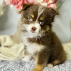 car_main_img_/media/ap_media/pets/DRDHDLWMBQEI40357.webp.250x250_q85.webp