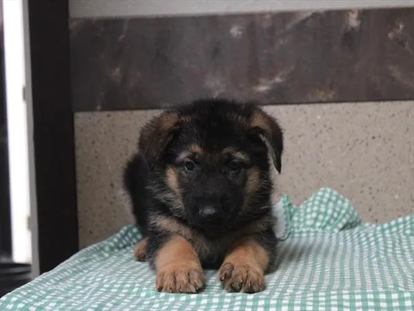 Male German Shepherd puppy for sale at Shake A Paw Union.