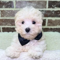 car_main_img_/media/ap_media/pets/DRWUTYCUQYDU21592.webp.250x250_q85.webp