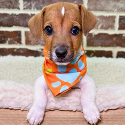 car_main_img_/media/ap_media/pets/DUICJOPJFOGA22075.webp.250x250_q85.webp