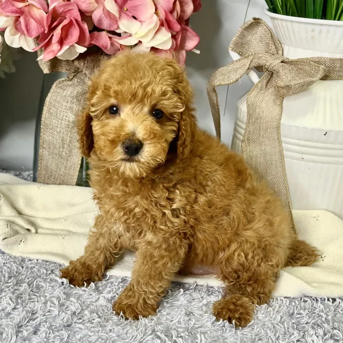 Male Poodle puppy for sale at Shake A Paw Green Brook.