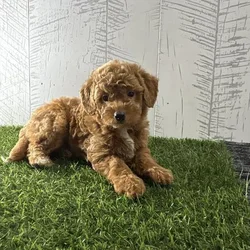car_main_img_/media/ap_media/pets/EAPXEFQNUTCQ23843.webp.250x250_q85.webp