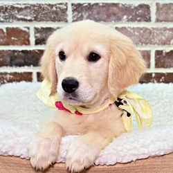 car_main_img_/media/ap_media/pets/ECPPOCWZUHIL20888.webp.250x250_q85.webp