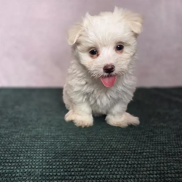 Female Maltese puppy for sale at Shake A Paw Union.