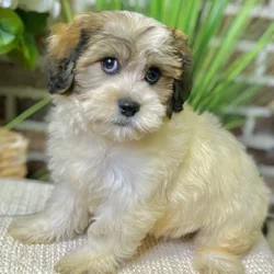 car_main_img_/media/ap_media/pets/EFCVZSOAXKUK22249.webp.250x250_q85.webp