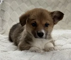 Female Pembroke Welsh Corgi puppy for sale at Shake A Paw Union.