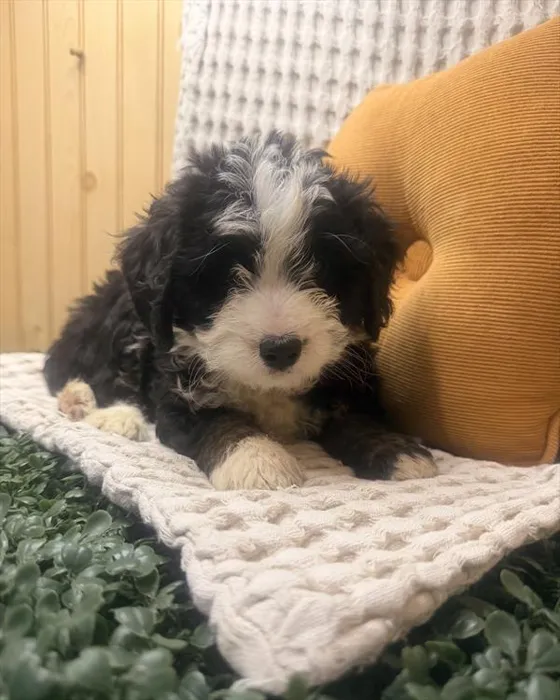 Female Mini Bernedoodle puppy for sale at Shake A Paw Green Brook.