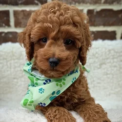 car_main_img_/media/ap_media/pets/EIKJJISJJIWG40245.webp.250x250_q85.webp