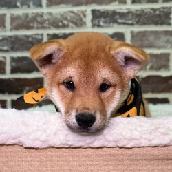 car_main_img_/media/ap_media/pets/EINYAFTPTWAN23760.webp.250x250_q85.webp