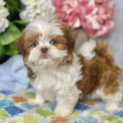 Male Shih Tzu puppy for sale at Shake A Paw Green Brook.