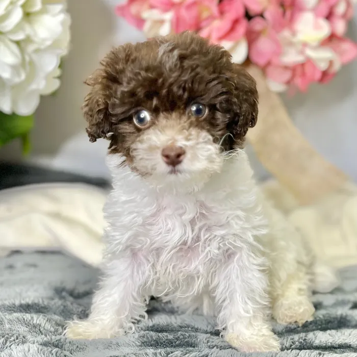 Female Poodle puppy for sale at Shake A Paw Green Brook.