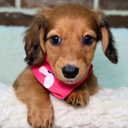 car_main_img_/media/ap_media/pets/ENVXRZUWIOFJ22726.webp.250x250_q85.webp