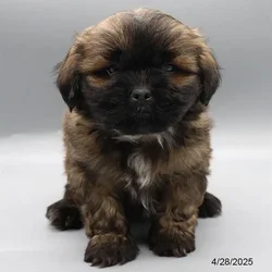 car_main_img_/media/ap_media/pets/EONDLNVRIMCF19349.webp.250x250_q85.webp