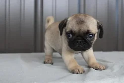 car_main_img_/media/ap_media/pets/EPWXJYRGIJTB23665.webp.250x250_q85.webp