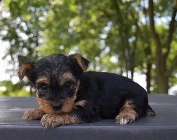 Female Yorkshire Terrier puppy for sale at Shake A Paw Union.