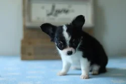 car_main_img_/media/ap_media/pets/ERWSWSQOQGEZ22812.webp.250x250_q85.webp