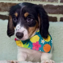 car_main_img_/media/ap_media/pets/ERZMPBUVIGHF40224.webp.250x250_q85.webp