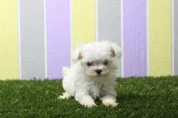 Female Maltese puppy for sale at Shake A Paw Union.