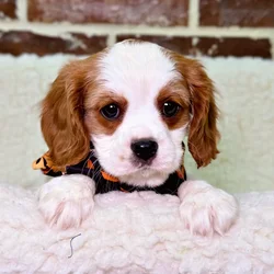 car_main_img_/media/ap_media/pets/ETWNQIAFPEXW23976.webp.250x250_q85.webp