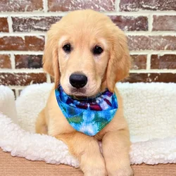 car_main_img_/media/ap_media/pets/EVGRVGJUKUMW20887.webp.250x250_q85.webp