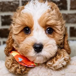 Male Cavapoo puppy for sale at Shake A Paw Union.