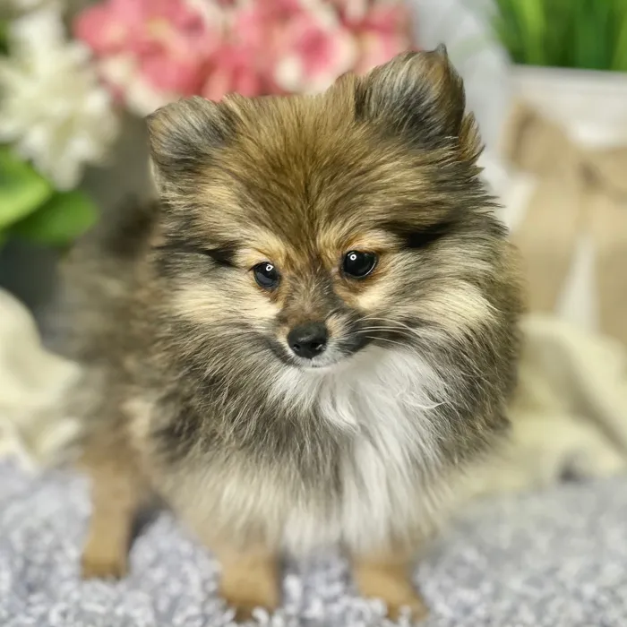 Female Pomeranian puppy for sale at Shake A Paw Green Brook.