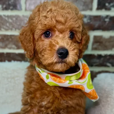 Male Mini Goldendoodle 2Nd Gen puppy for sale at Shake A Paw Union.