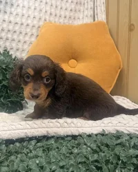 Male Dachshund puppy for sale at Shake A Paw Green Brook.