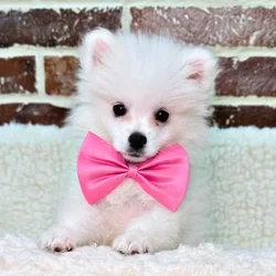 car_main_img_/media/ap_media/pets/FBYQRNXELNXA20693.webp.250x250_q85.webp
