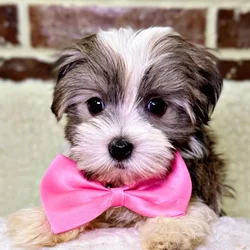 car_main_img_/media/ap_media/pets/FCDCHLXUMYZU21584.webp.250x250_q85.webp