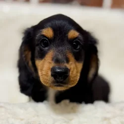car_main_img_/media/ap_media/pets/FDMWFMNGSCCQ21908.webp.250x250_q85.webp