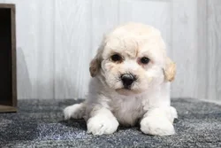 car_main_img_/media/ap_media/pets/FDNKTSSGOTTV24080.webp.250x250_q85.webp