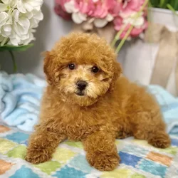 Female Poodle puppy for sale at Shake A Paw Green Brook.