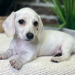 car_main_img_/media/ap_media/pets/FECHCLUXUWJB20644.webp.250x250_q85.webp
