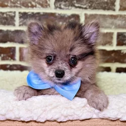 car_main_img_/media/ap_media/pets/FEYSPAHFDRET21212.webp.250x250_q85.webp